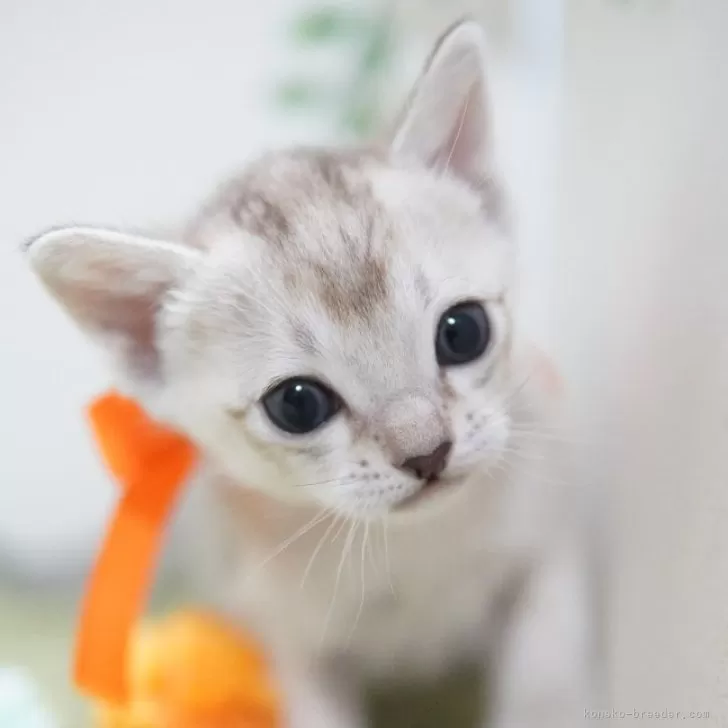 ID:2412-01350の子猫