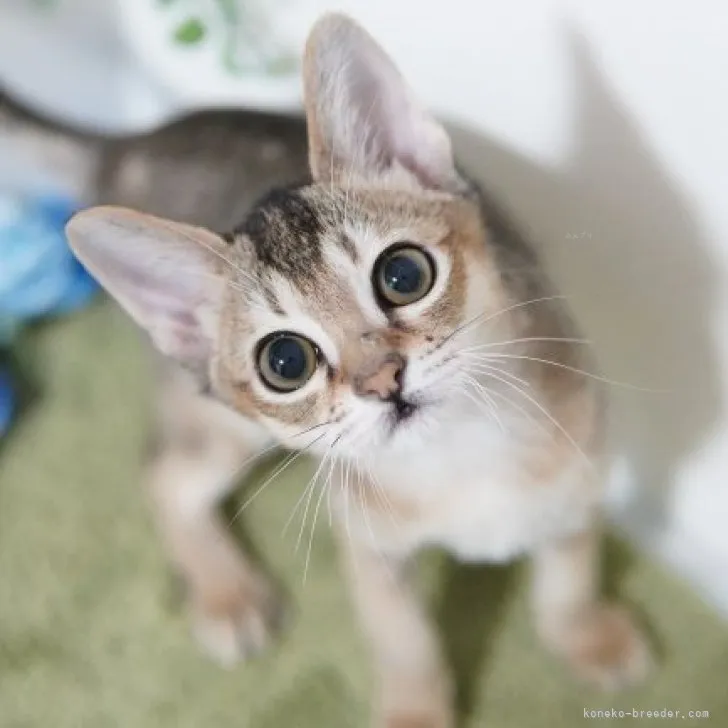 ID:2310-00416の子猫