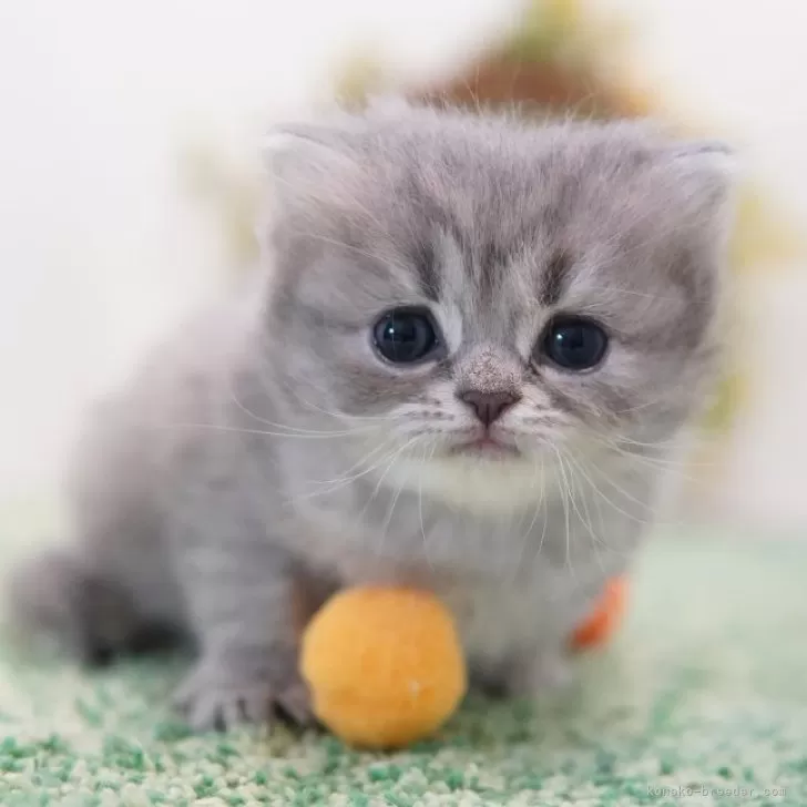 ID：2405-00408の子猫