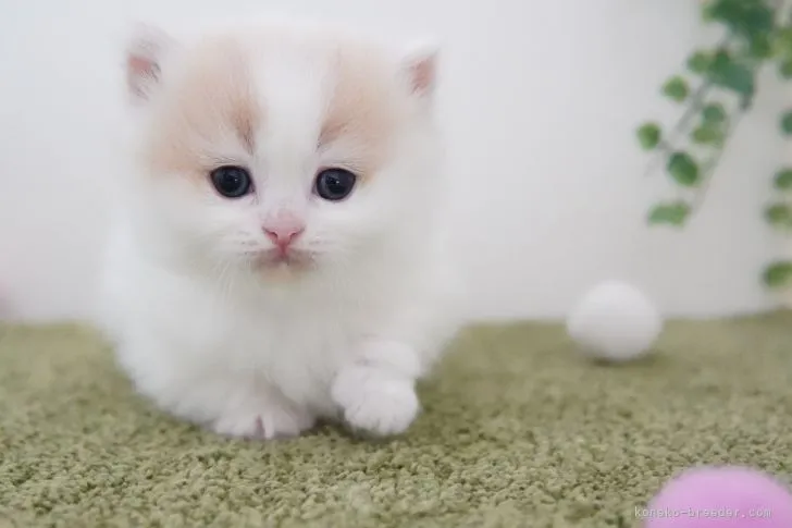 ID:2110-00947の子猫