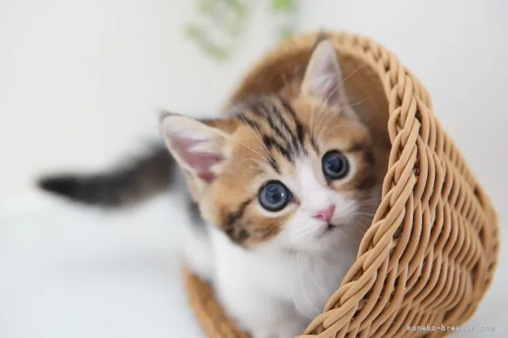 ID：2108-01043の子猫