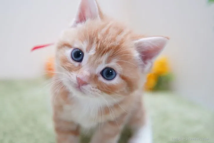 ID:2203-01837の子猫
