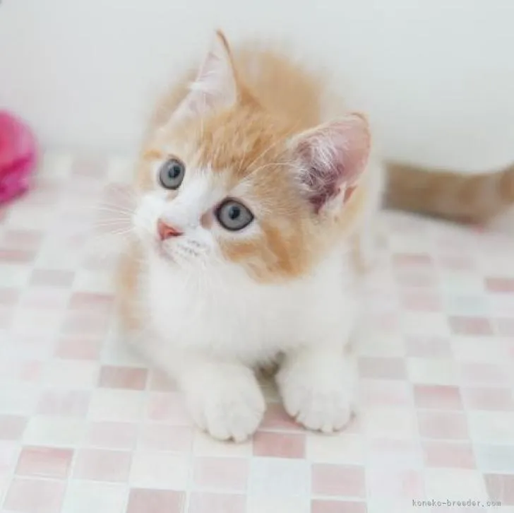 ID：2206-00618の子猫