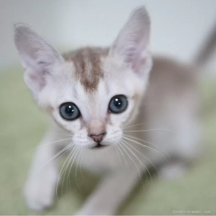 ID：2406-01672の子猫