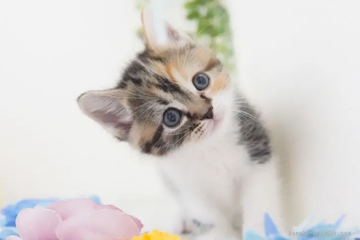 ID：2103-02114の子猫