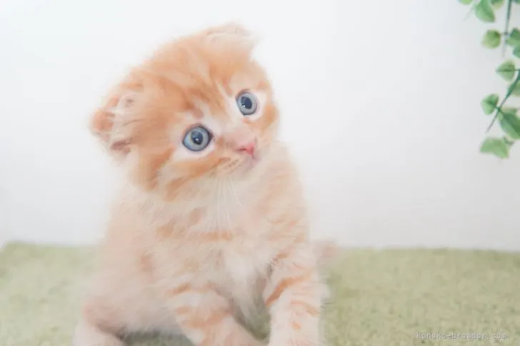 ID：2109-02457の子猫