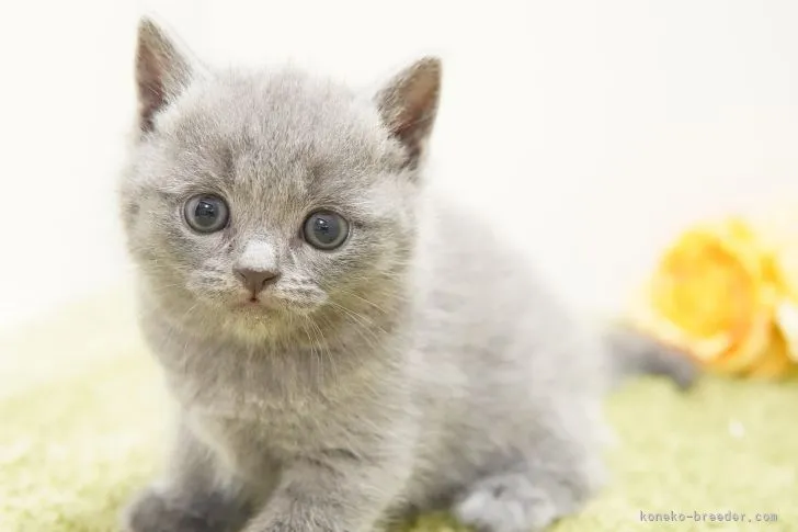 ID:2110-02239の子猫