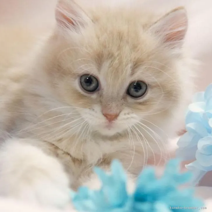 ID：2212-02550の子猫