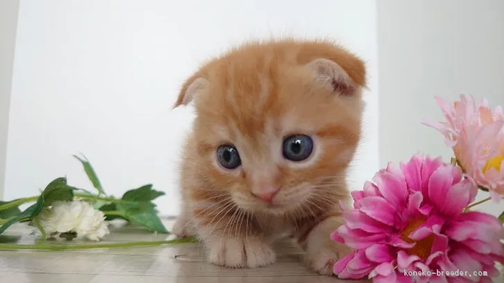ID:1911-01293の子猫