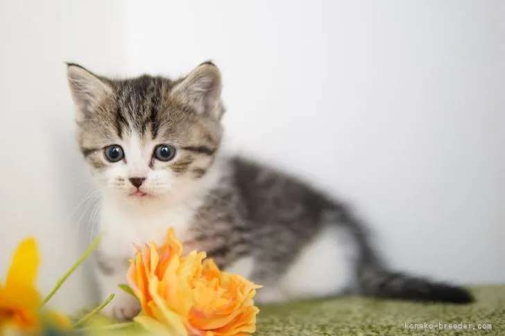 ID:2202-00640の子猫