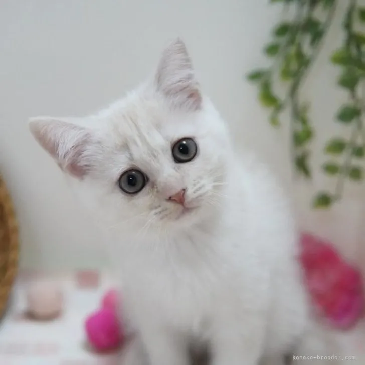 ID:2307-02684の子猫