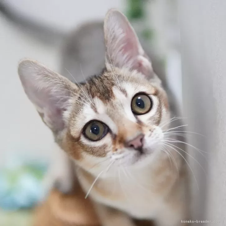 ID:2310-03011の子猫