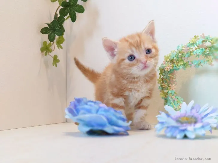 ID:2003-00033の子猫