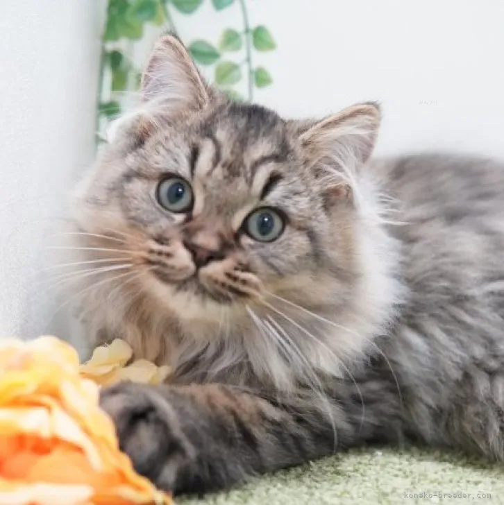 ID：2309-00351の子猫