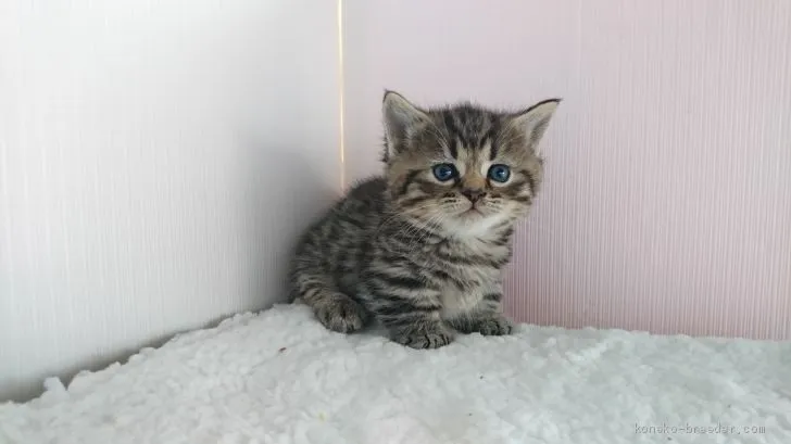 ID:1904-01484の子猫
