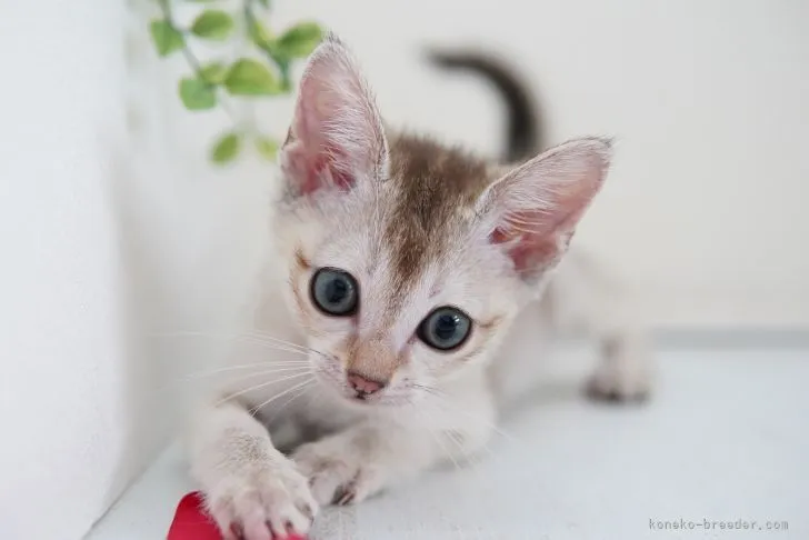 ID：2105-02093の子猫