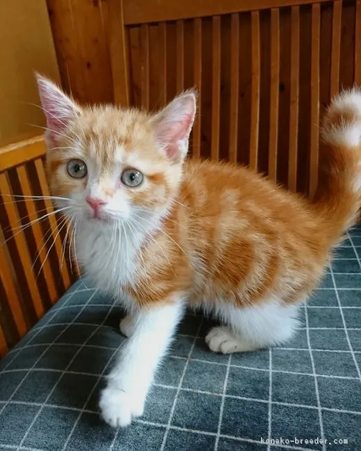 ID:1807-01469の子猫