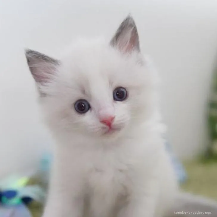 ID：2212-02257の子猫