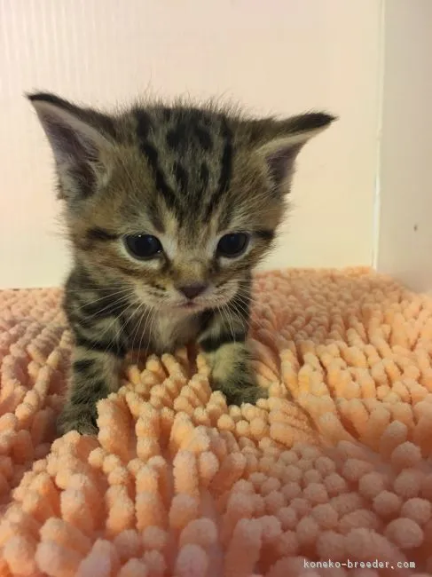 ID：1902-00237の子猫
