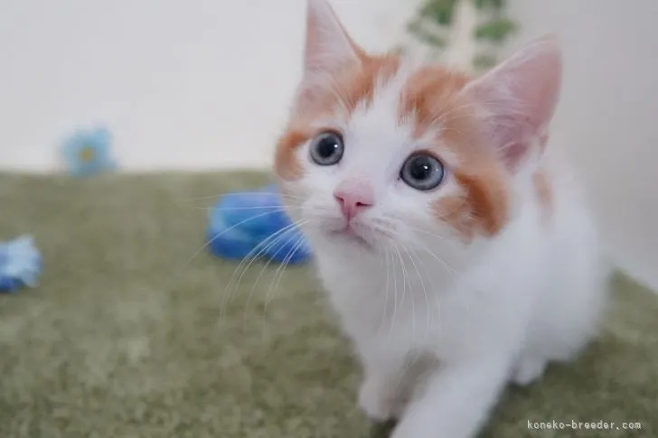 ID：2111-00139の子猫