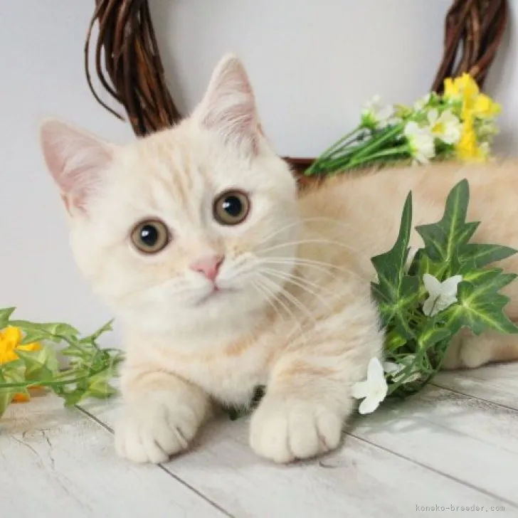 ID：2302-00210の子猫