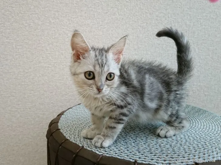 ID:1809-00340の子猫