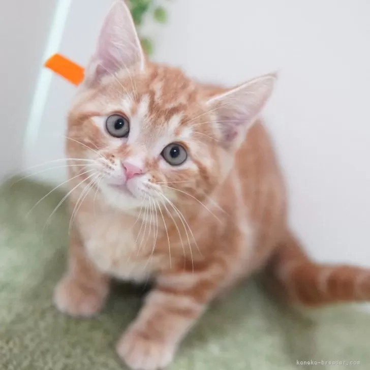ID:2411-00458の子猫