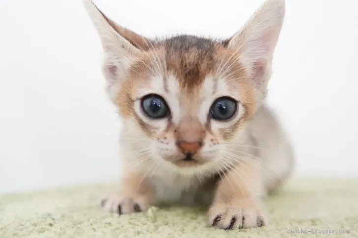 ID：2109-02430の子猫