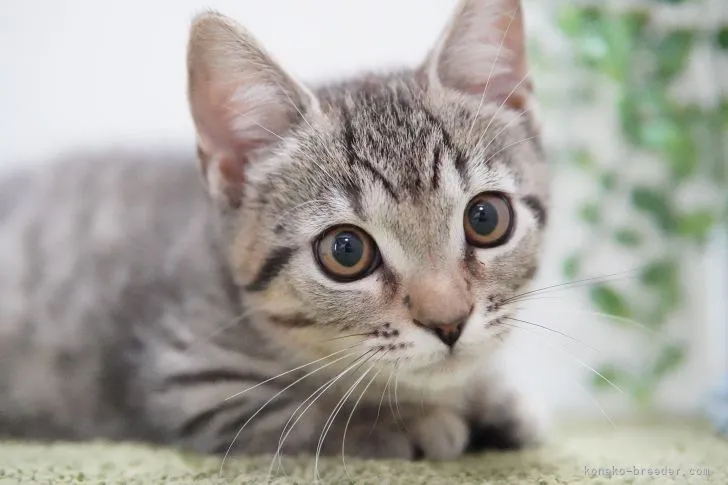 ID：2111-00144の子猫