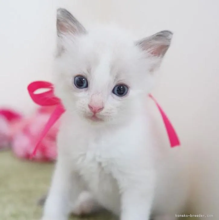 ID：2208-02876の子猫