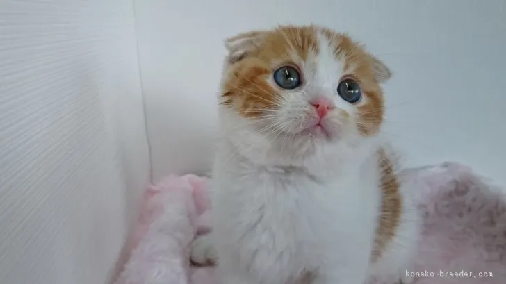 ID:1811-00397の子猫