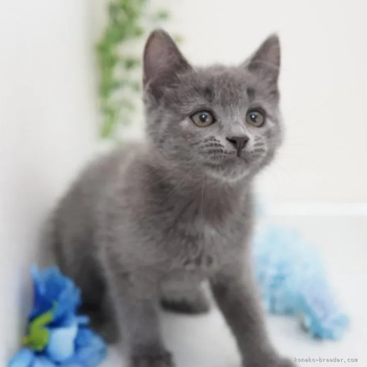 ID：2305-00616の子猫