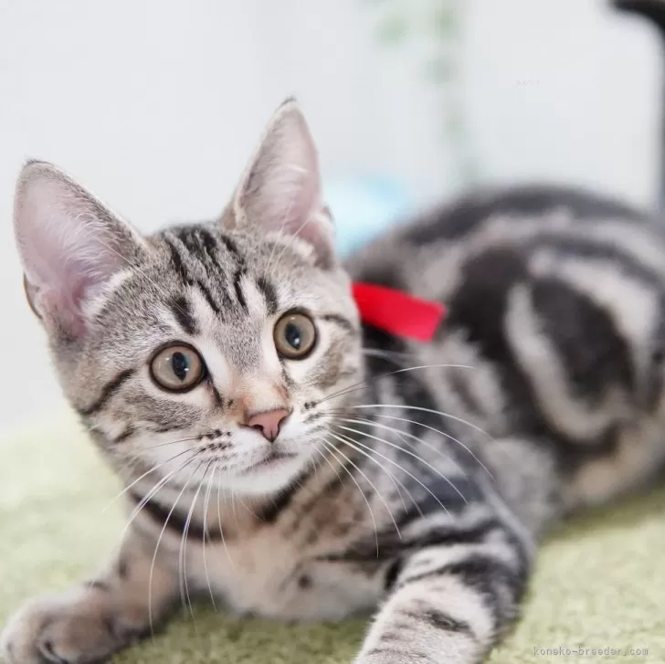ID:2406-03095の子猫