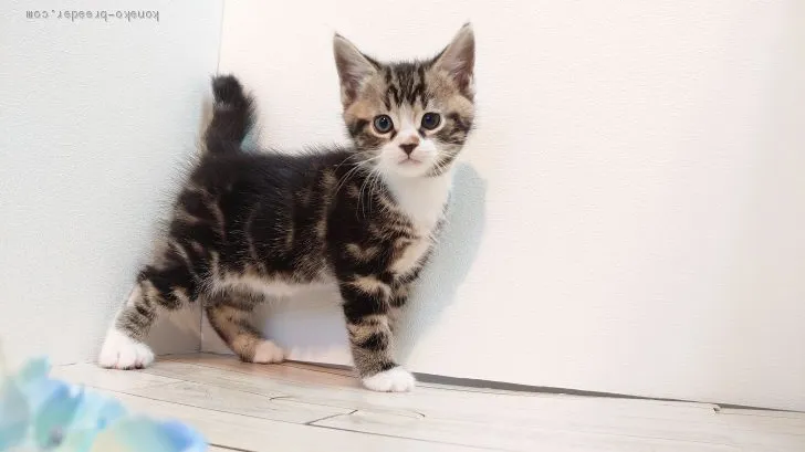 ID:1911-01855の子猫