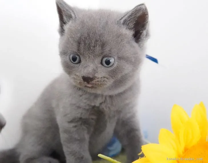 ID：2107-02490の子猫