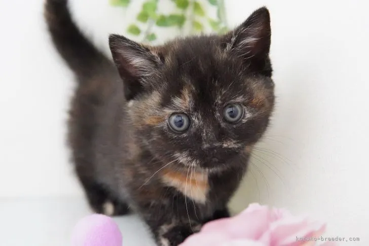 ID：2103-00638の子猫