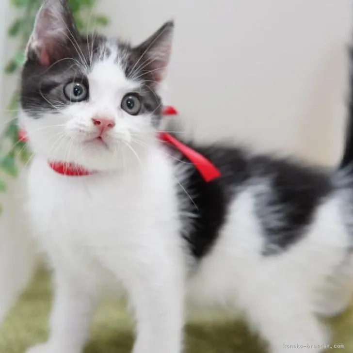 ID：2208-02746の子猫