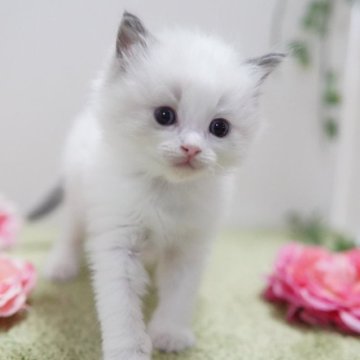 ラグドール【神奈川県・女の子・2023年12月7日・ブルーポイントバイカラー】の写真「モフモフ可憐な美猫ちゃん💛」