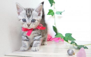 アメリカンショートヘア【神奈川県・女の子・2019年8月30日・シルバーパッチドタビー】の写真「大きなおめめ、とっても明るくかまってちゃん」