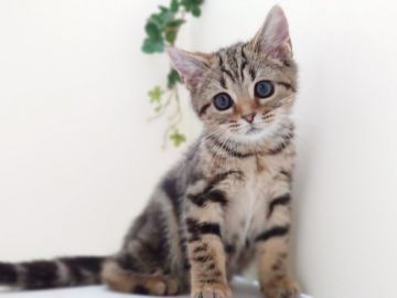 アメリカンショートヘア【神奈川県・女の子・2020年4月26日・ブラウンタビー】の写真「大きなおめめの甘えんぼちゃん」