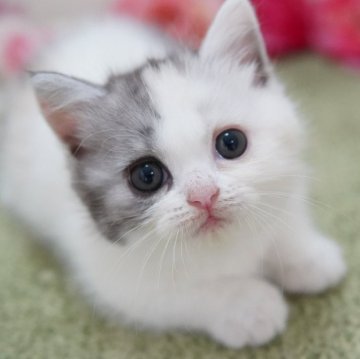 ミヌエット(短足)【神奈川県・女の子・2024年7月22日・ダイリュートキャリコ】の写真「まんまるキュート💛」