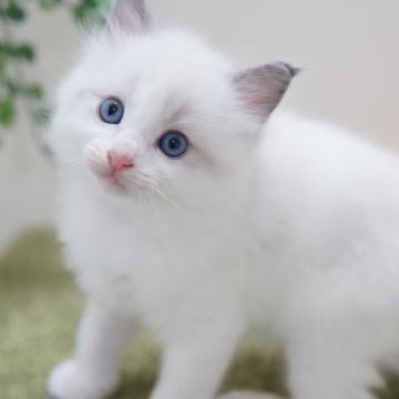 ラグドール【神奈川県・男の子・2022年6月28日・ブルーポイントバイカラー】の写真「美しい男の子」