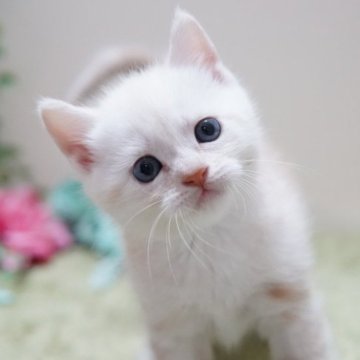 マンチカン(長足)【神奈川県・女の子・2023年4月27日・クリームタビー】の写真「コロコロおっとりちゃん💛」
