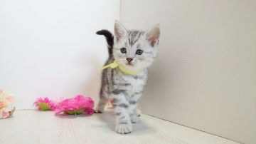 アメリカンショートヘア【神奈川県・女の子・2019年12月8日・シルバータビー】の写真「安定の可愛さ♥️」