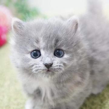 ミヌエット(短足)【神奈川県・女の子・2022年11月23日・ブルー&クリーム（ミディアム）】の写真「まんまるぽわんな女の子」