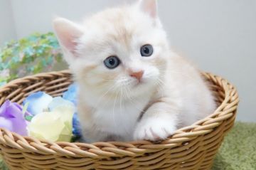 マンチカン(短足)【神奈川県・男の子・2021年10月21日・クリームタビー】の写真「極短足のまんまるちゃん♪」