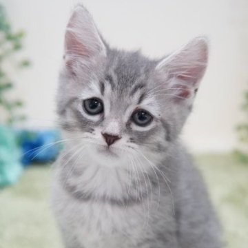 マンチカン(長足)【神奈川県・男の子・2023年4月4日・ブルータビー】の写真「小柄なゴキゲンくん」