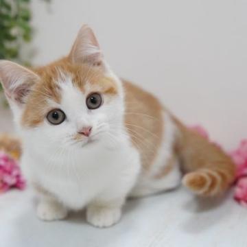 ミヌエット(短足)【神奈川県・女の子・2022年9月29日・レッドタビー&ホワイト】の写真「コロコロ短足ちゃん♪当日お引渡し可能」