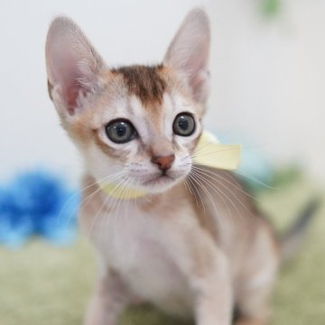 シンガプーラ【神奈川県・男の子・2023年12月10日・セピアアグーティ】の写真「元気で陽気なカマッテちゃん💛」