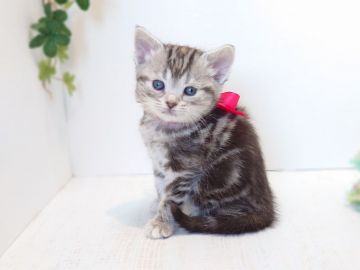 アメリカンショートヘア【神奈川県・女の子・2020年1月31日・シルバーパッチドタビー】の写真「安定の可愛さ♥️」